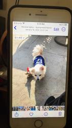 Lost Female Dog last seen Presidio Hills, Moreno Valley, CA 92557