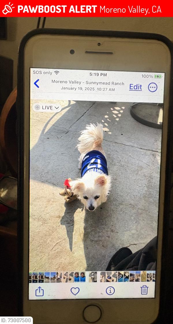 Lost Female Dog last seen Presidio Hills, Moreno Valley, CA 92557