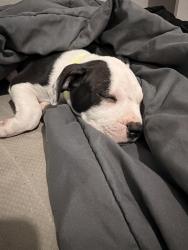 Reunited Male Dog last seen southdown pool, Pearland, TX 77584