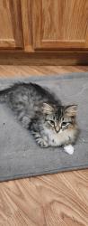 Lost Female Cat last seen Edney Inn Rd and chimney rock rd near bat cave NC, Hendersonville, NC 28792