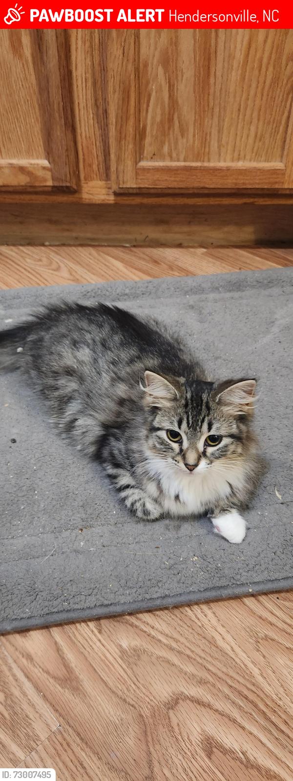 Lost Female Cat last seen Edney Inn Rd and chimney rock rd near bat cave NC, Hendersonville, NC 28792