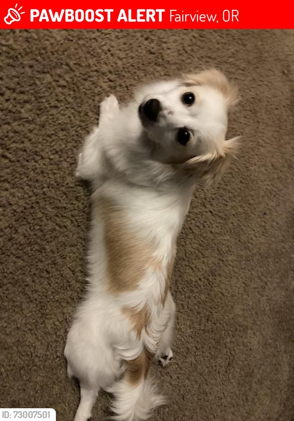 Lost Female Dog last seen Wood village apmts , Fairview, OR 97024