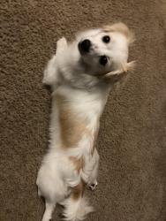 Lost Female Dog last seen Wood village apmts , Fairview, OR 97024