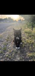 Lost Male Cat last seen O street, Rio Linda, CA 95673
