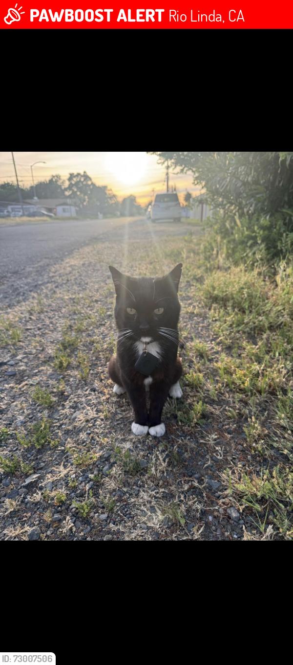 Lost Male Cat last seen O street, Rio Linda, CA 95673
