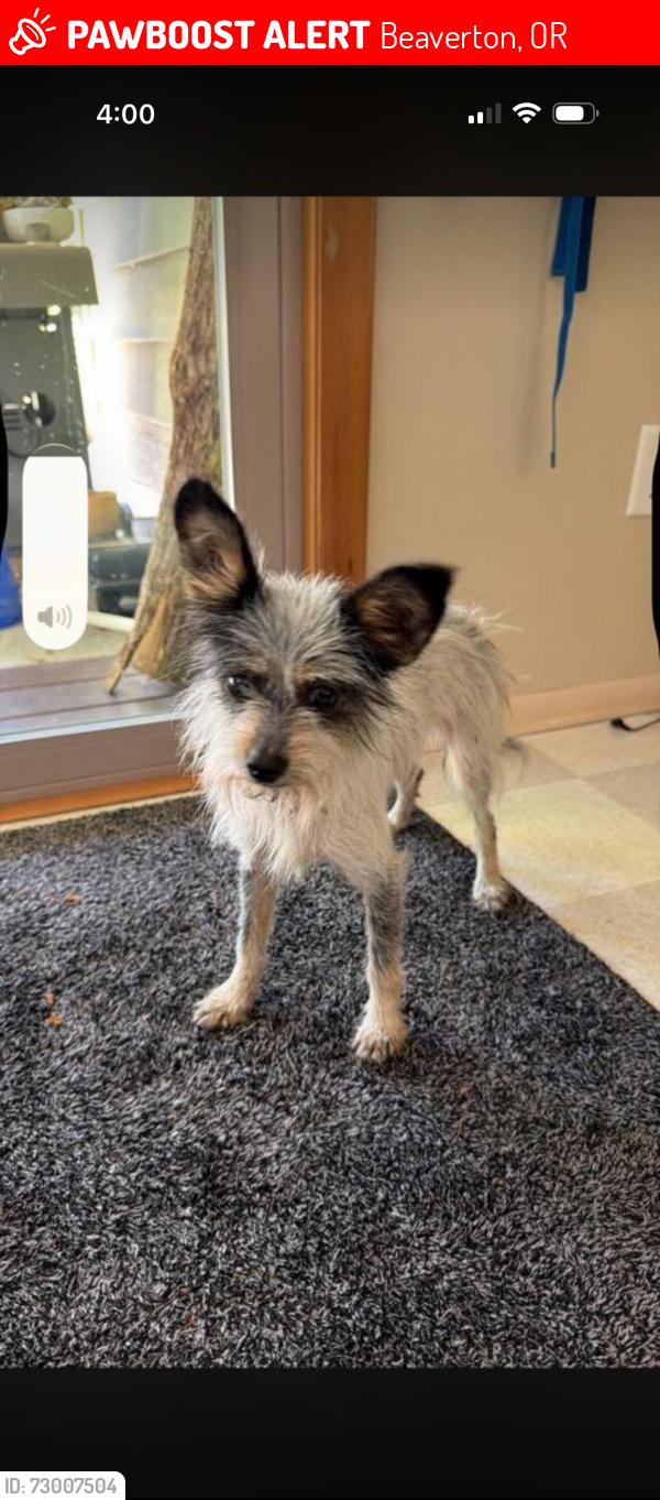 Lost Female Dog last seen Sw Allen blvd , Beaverton, OR 97005