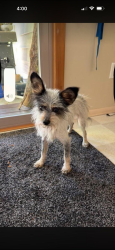 Lost Female Dog last seen Sw Allen blvd , Beaverton, OR 97005