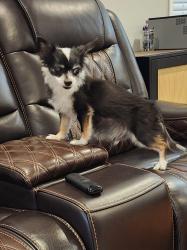 Reunited Male Dog last seen Starlight Ranch..Horse Shoe Court 32822, Orlando, FL 32822