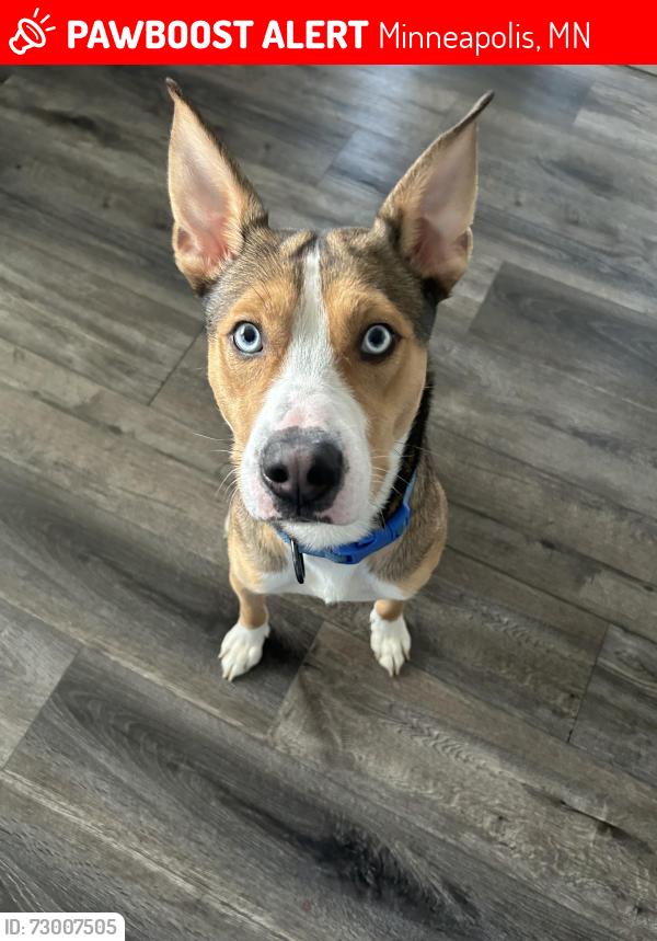 Lost Male Dog last seen Mad jacks Brooklyn park, Minneapolis, MN 55428