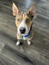 Lost Male Dog last seen Mad jacks Brooklyn park, Minneapolis, MN 55428