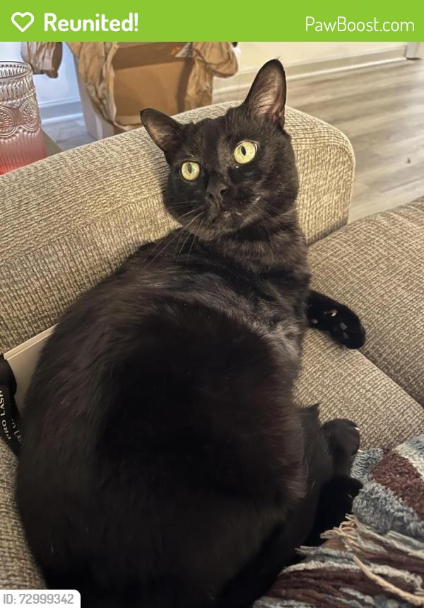 Reunited Male Cat last seen Highland Acres neighborhood , Maryville, TN 37801