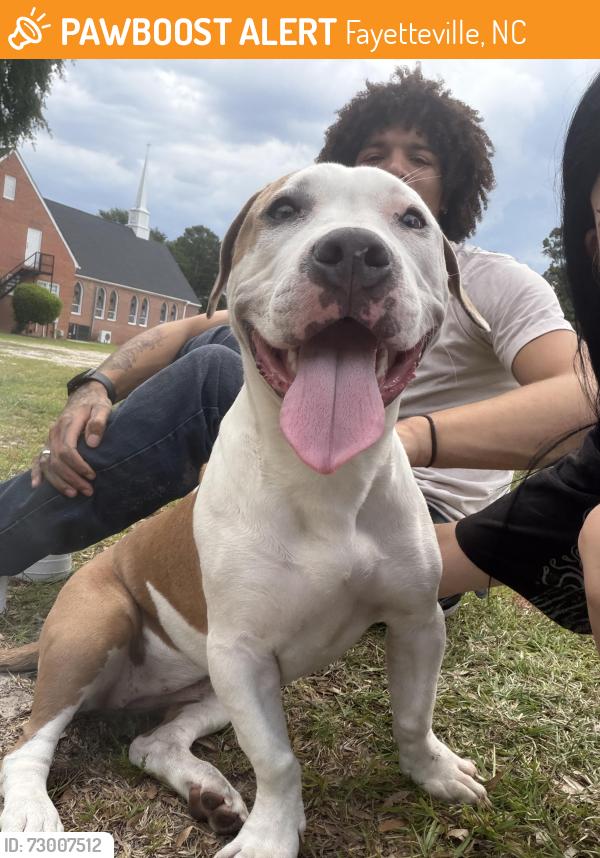 Found/Stray Female Dog last seen family dollar on ramsey st, Fayetteville, NC 28311
