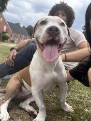 Found/Stray Female Dog last seen family dollar on ramsey st, Fayetteville, NC 28311