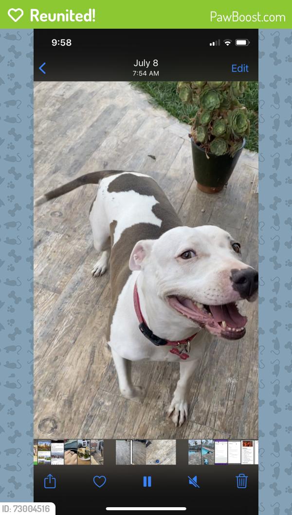 Reunited Female Dog last seen Baker and Babb, Costa Mesa, CA 92626