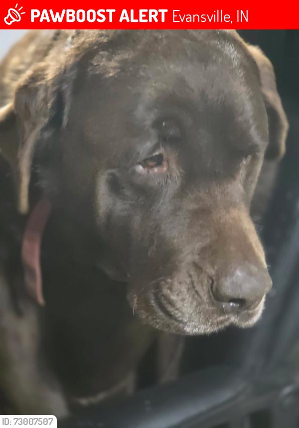 Lost Male Dog last seen Old Hwy 66, Evansville, IN 47712