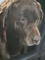 Lost Male Dog last seen Old Hwy 66, Evansville, IN 47712