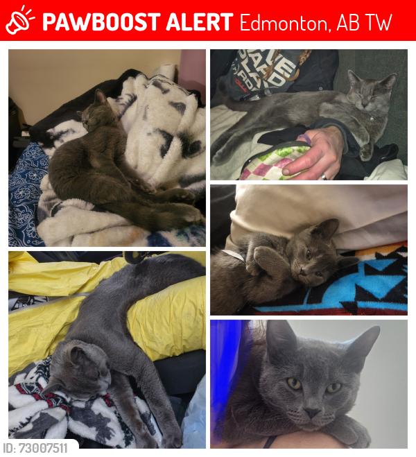 Lost Male Cat last seen 167st 117ave Edmonton, Ab, Edmonton, AB T5W