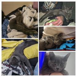 Lost Male Cat last seen 167st 117ave Edmonton, Ab, Edmonton, AB T5W