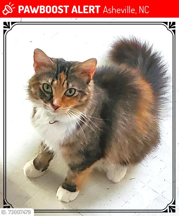 Lost Female Cat last seen Near Dillingham Circle near McKinney Rd, Asheville, NC 28805
