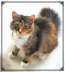 Lost Female Cat last seen Near Dillingham Circle near McKinney Rd, Asheville, NC 28805