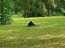 Found/Stray Unknown Dog last seen Terry shop Road and Terry Road Fountain Inn, SC, Greenville County, SC 29644