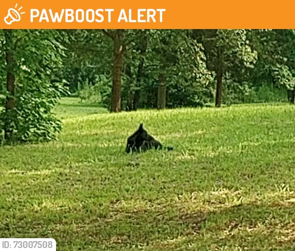 Found/Stray Unknown Dog last seen Terry shop Road and Terry Road Fountain Inn, SC, Greenville County, SC 29644