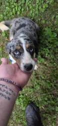 Found/Stray Female Dog last seen Blount County Animal Shelter, Maryville, TN 37804