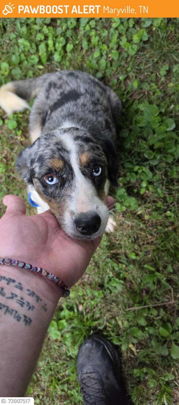 Found/Stray Female Dog last seen Blount County Animal Shelter, Maryville, TN 37804