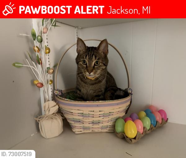Lost Male Cat last seen Cascades Manor hse, Jackson, MI 49203
