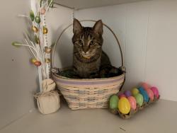 Lost Male Cat last seen Cascades Manor hse, Jackson, MI 49203