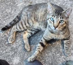 Found/Stray Male Cat last seen Long Bay, Middleburg, FL 32068