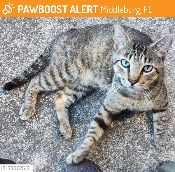 Found/Stray Male Cat last seen Long Bay, Middleburg, FL 32068