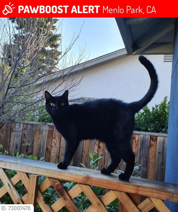 Lost Male Cat last seen Near Theresa Ct, Menlo Park, CA 94025