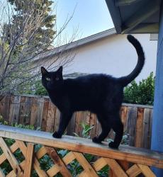 Lost Male Cat last seen Near Theresa Ct, Menlo Park, CA 94025