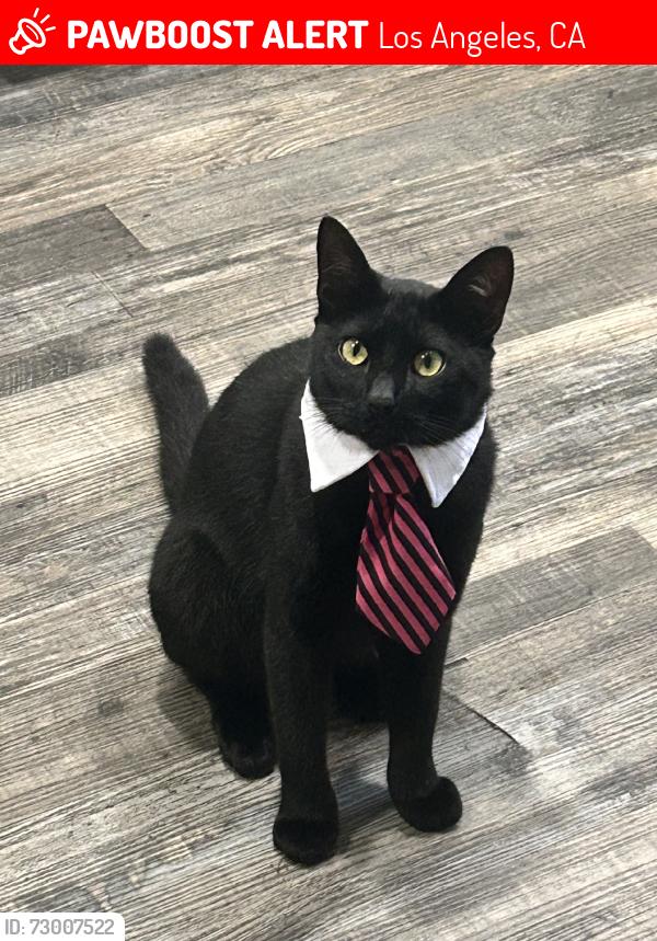 Lost Male Cat last seen Denker, Los Angeles, CA 90047