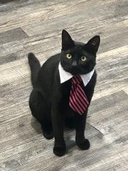 Lost Male Cat last seen Denker, Los Angeles, CA 90047