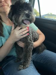 Reunited Male Dog last seen Brooker, Brandon, FL 33511