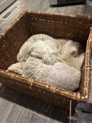 Reunited Female Dog last seen Near Avenue 200, Strathmore Ca 93267, Strathmore, CA 93267