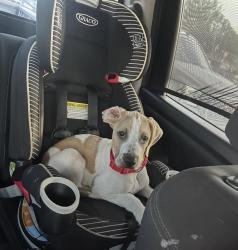 Lost Male Dog last seen Walker North /Cane Market , Spring Lake, LA 70785