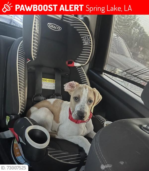 Lost Male Dog last seen Walker North /Cane Market , Spring Lake, LA 70785