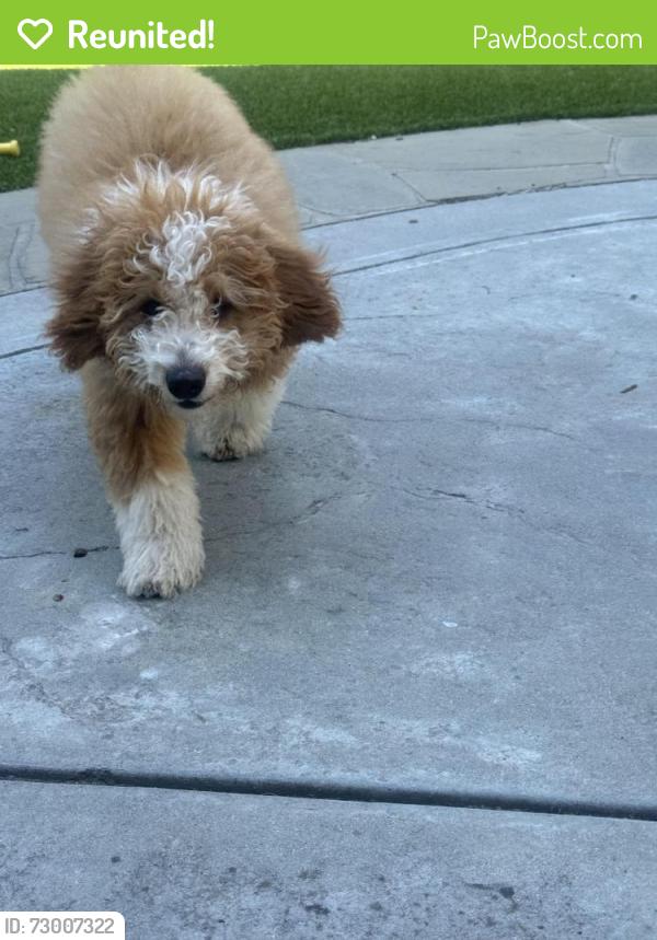 Reunited Female Dog last seen Coe Ave and Riverside Dr , San Jose, CA 95125