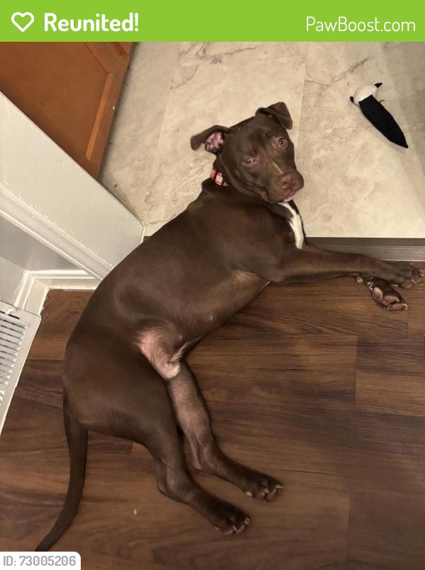 Reunited Male Dog last seen West Chicago & Telegraph , Redford Township, MI 48239