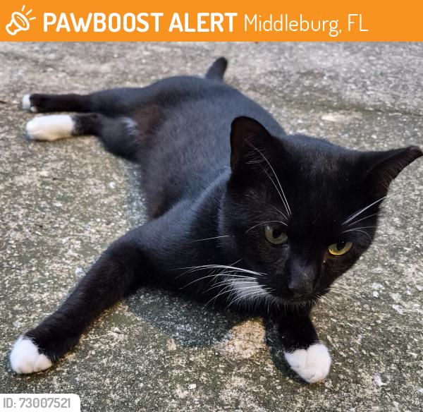 Found/Stray Male Cat last seen Long Bay, Middleburg, FL 32068