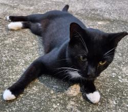 Found/Stray Male Cat last seen Long Bay, Middleburg, FL 32068