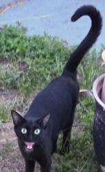 Found/Stray Unknown Cat last seen 4th street, Dundee, FL 33838
