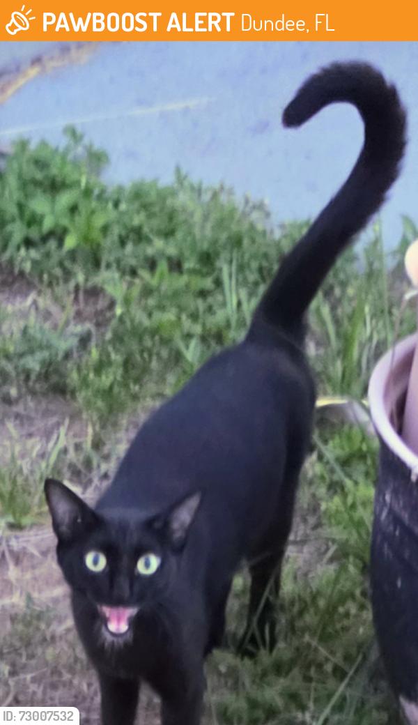 Found/Stray Unknown Cat last seen 4th street, Dundee, FL 33838