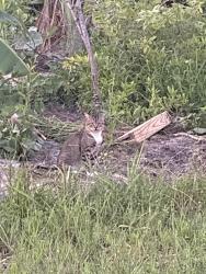 Found/Stray Unknown Cat last seen Outside my garden, Rural Estates, FL 34117