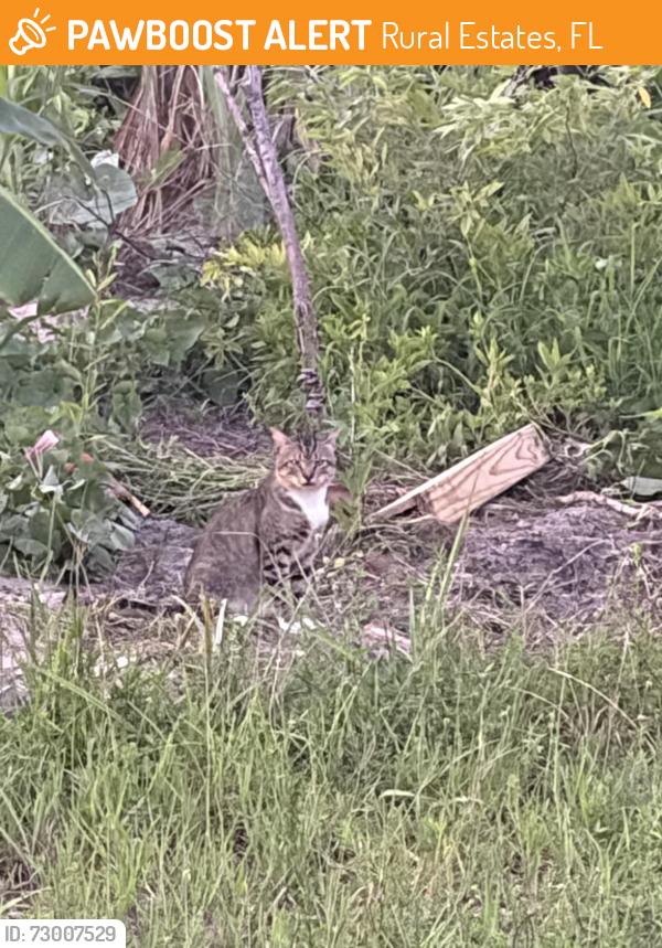 Found/Stray Unknown Cat last seen Outside my garden, Rural Estates, FL 34117