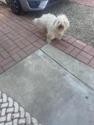 Found/Stray Male Dog last seen Near Montgomery drive vista , Vista, CA 92084