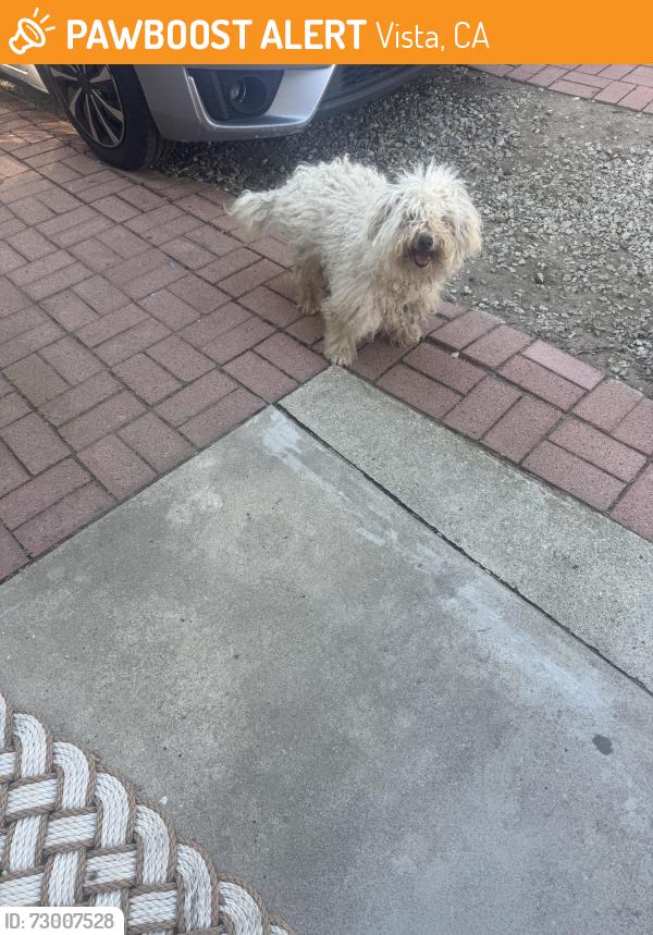 Found/Stray Male Dog last seen Near Montgomery drive vista , Vista, CA 92084